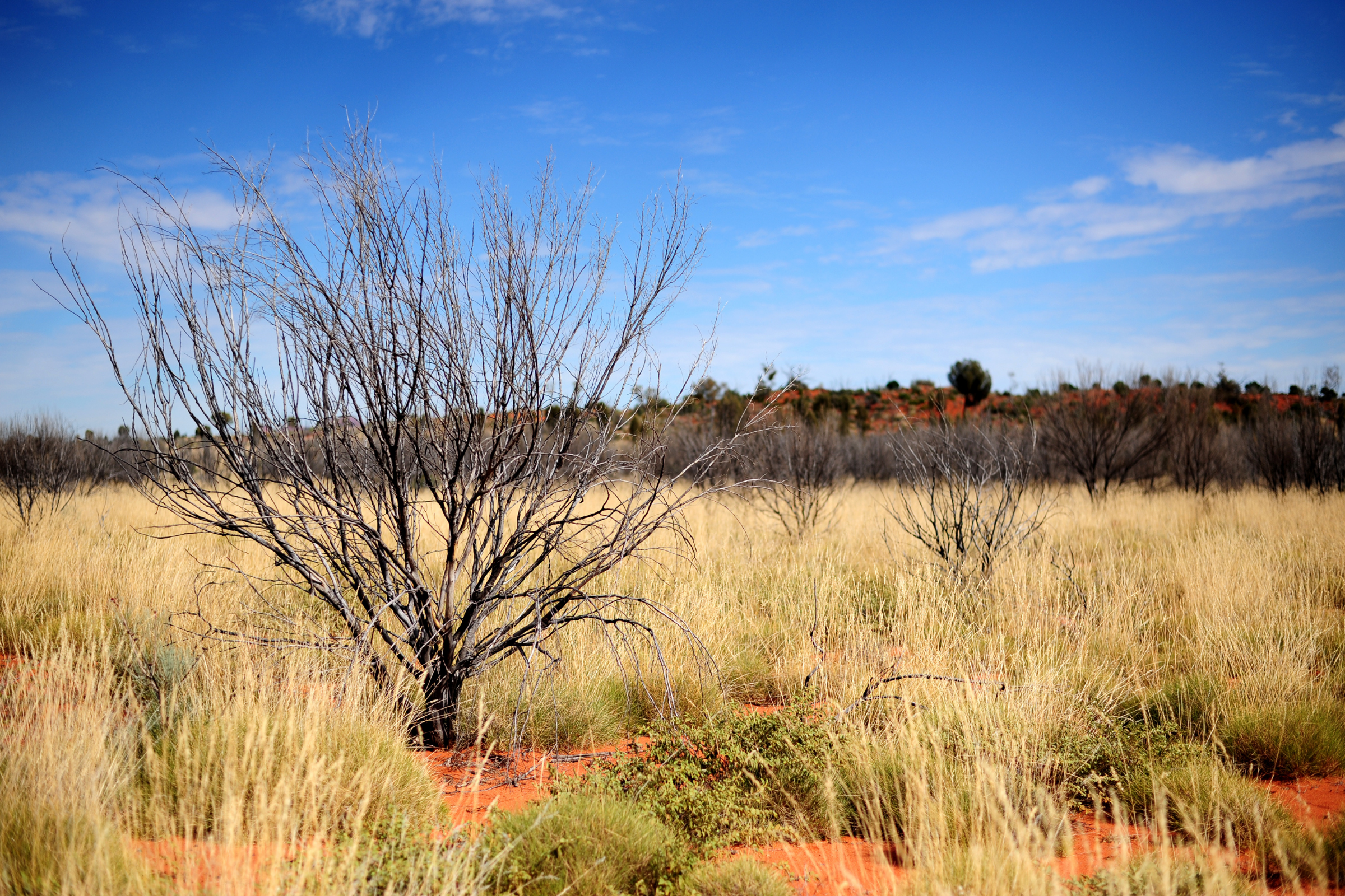 Yulara,_Northern_Territory[1] (2).webp